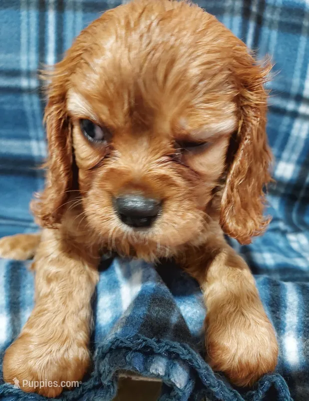 Walt – Cavalier King Charles Spaniel puppy for sale in Purdy, MO