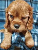 Walt, a male Cavalier King Charles Spaniel for sale in Purdy, MO – 6 of 10
