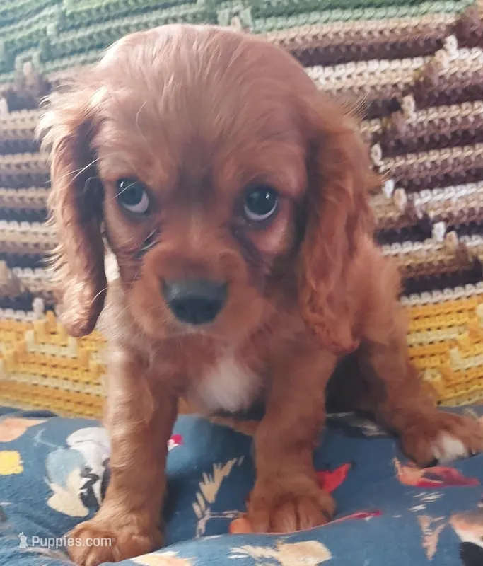 Walt – Cavalier King Charles Spaniel puppy for sale in Purdy, MO