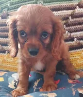 Walt, a male Cavalier King Charles Spaniel for sale in Purdy, MO – 1 of 10