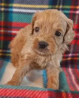 Rush, a male Cavapoo for sale in Purdy, MO – 2 of 3