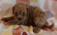 Lulu, a female Cavapoo for sale in Purdy, MO – 1 of 4