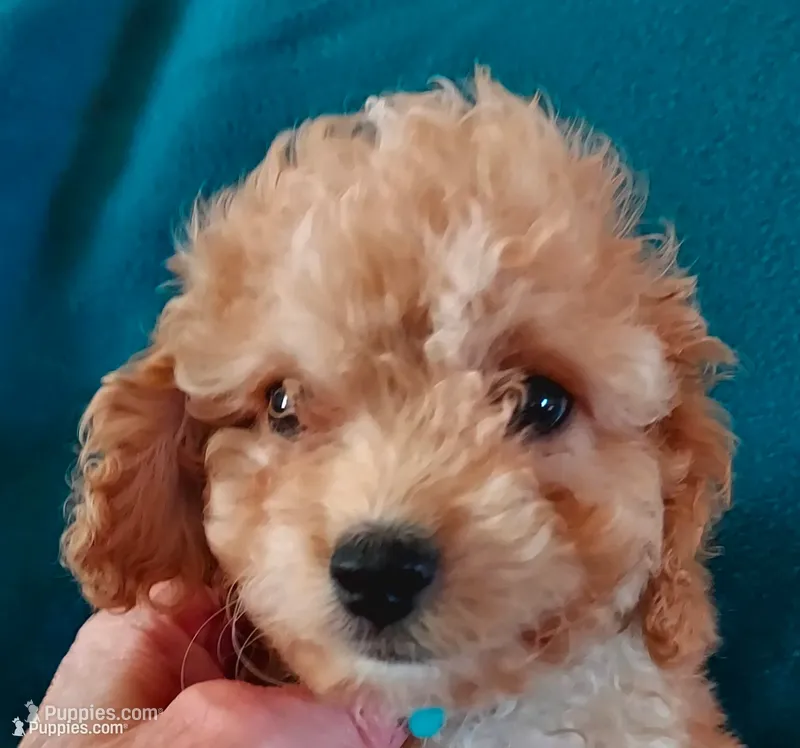 Rudy – Cavapoo puppy for sale in Purdy, MO