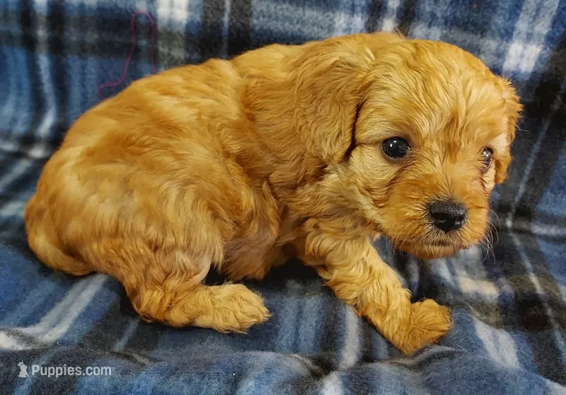 Sherlock – Cavapoo puppy for sale in Purdy, MO