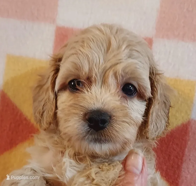 Luna – Cavapoo puppy for sale in Purdy, MO