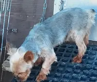 Buster, a male Yorkshire Terrier for sale in Purdy, MO – Photo 2 of 5