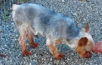 Buster, a male Yorkshire Terrier for sale in Purdy, MO – Photo 3 of 5