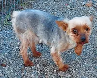 Buster, a male Yorkshire Terrier for sale in Purdy, MO – Photo 4 of 5