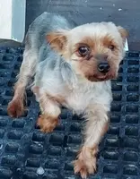 Buster, a male Yorkshire Terrier for sale in Purdy, MO – Photo 1 of 5