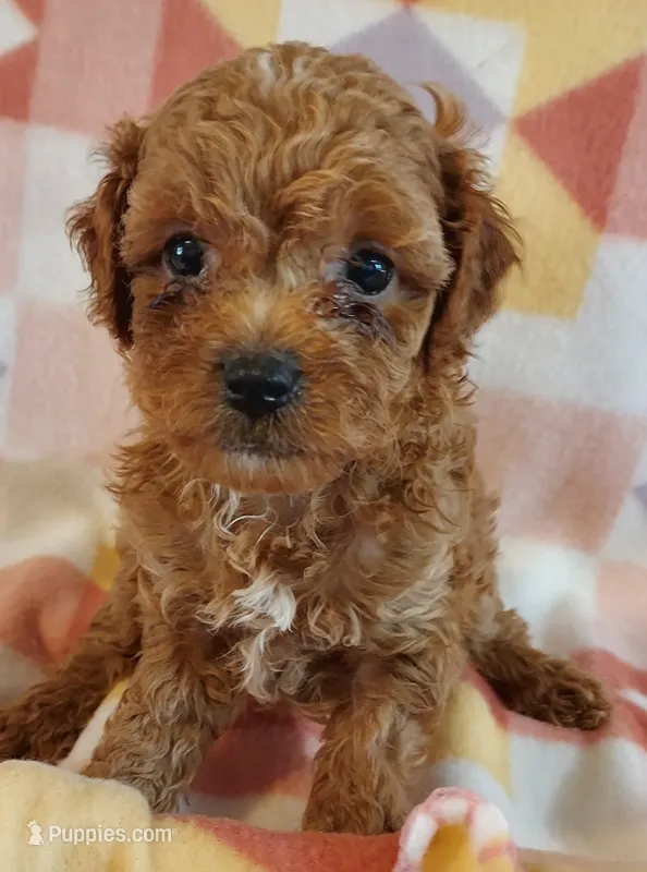 Lulu – Cavapoo puppy for sale in Purdy, MO