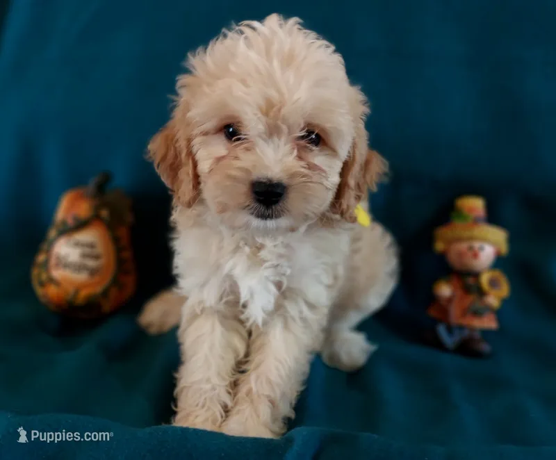 Lou – Cavapoo puppy for sale in Purdy, MO