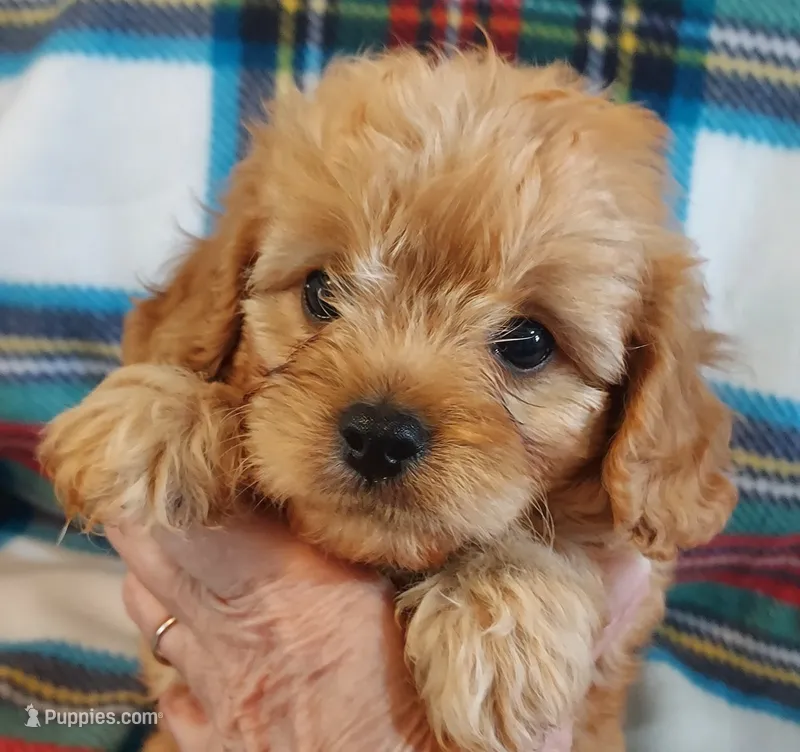 Sherlock – Cavapoo puppy for sale in Purdy, MO