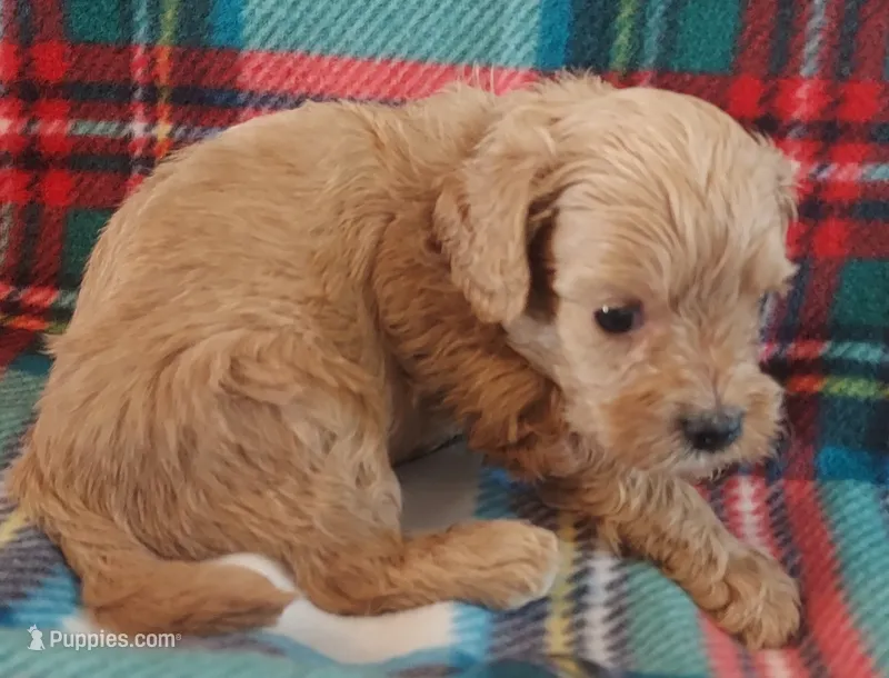 Rush – Cavapoo puppy for sale in Purdy, MO