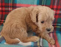 Rush, a male Cavapoo for sale in Purdy, MO – 3 of 3