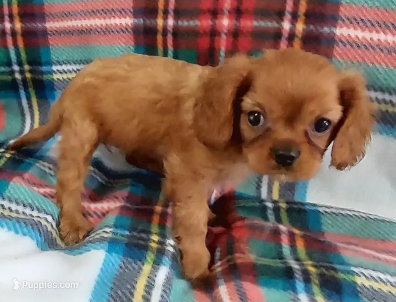 Ruth – Cavalier King Charles Spaniel puppy for sale in Purdy, MO