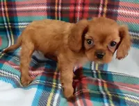 Ruth, a female Cavalier King Charles Spaniel for sale in Purdy, MO – 1 of 5