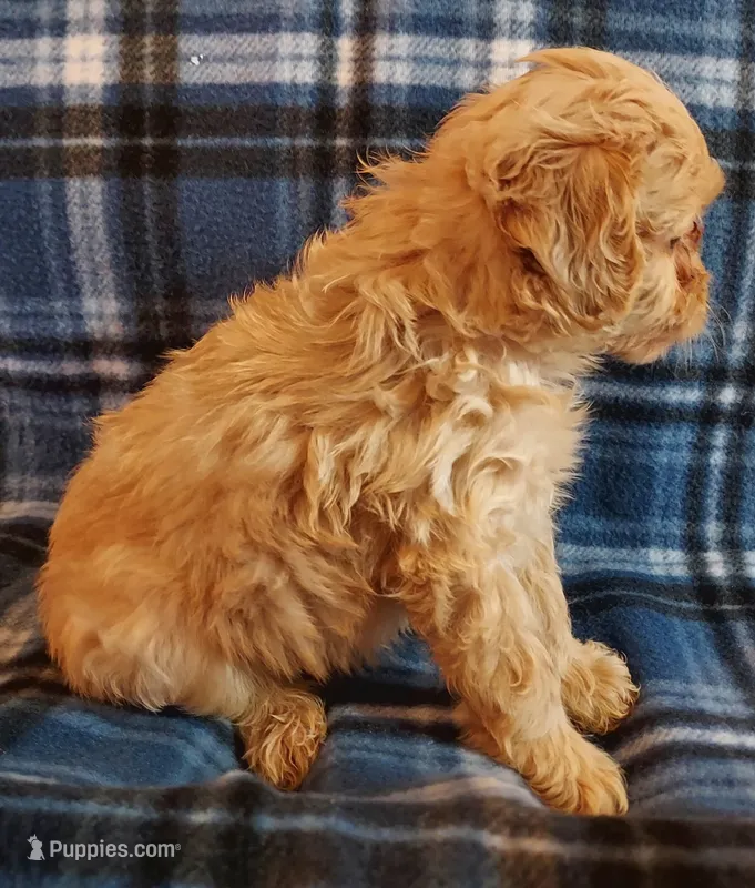 Ruben – Cavapoo puppy for sale in Purdy, MO