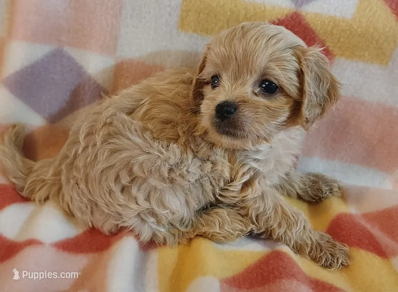 Luise – Cavapoo puppy for sale in Purdy, MO