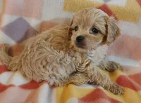 Luise, a female Cavapoo for sale in Purdy, MO – 1 of 4
