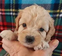 Lou, a female Cavapoo for sale in Purdy, MO – 3 of 3