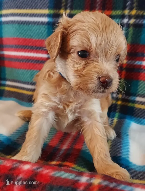 Ruben – Cavapoo puppy for sale in Purdy, MO