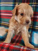 Ruben, a male Cavapoo for sale in Purdy, MO – 1 of 4