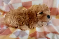 Shona, a female Cavapoo for sale in Purdy, MO – 2 of 3