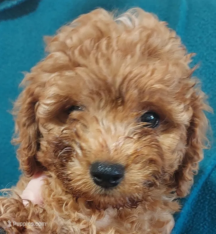 Shane – Cavapoo puppy for sale in Purdy, MO
