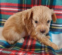 Ruben, a male Cavapoo for sale in Purdy, MO – 4 of 4