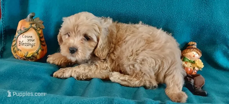 Rush – Cavapoo puppy for sale in Purdy, MO