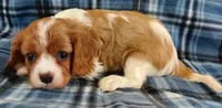 Russ, a male Cavalier King Charles Spaniel for sale in Purdy, MO – 2 of 7