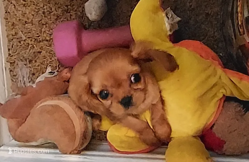 Juliette – Cavalier King Charles Spaniel puppy for sale in Purdy, MO