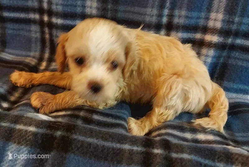 Rufus – Cavapoo puppy for sale in Purdy, MO