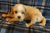 Rufus, a male Cavapoo for sale in Purdy, MO – 2 of 3