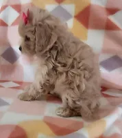 Lulu, a female Cavapoo for sale in Purdy, MO – Photo 3 of 4