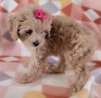 Lulu, a female Cavapoo for sale in Purdy, MO – Photo 2 of 4