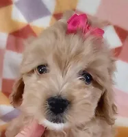 Lulu, a female Cavapoo for sale in Purdy, MO – Photo 4 of 4