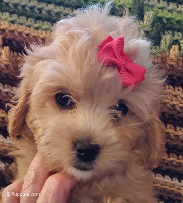 Lulu – Cavapoo puppy for sale in Purdy, MO