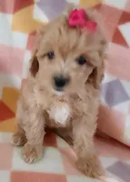 Lulu, a female Cavapoo for sale in Purdy, MO – Photo 1 of 4