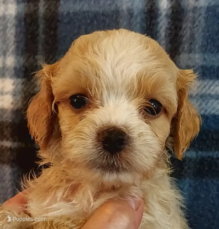 Rufus – Cavapoo puppy for sale in Purdy, MO