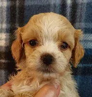 Rufus, a male Cavapoo for sale in Purdy, MO – 1 of 3