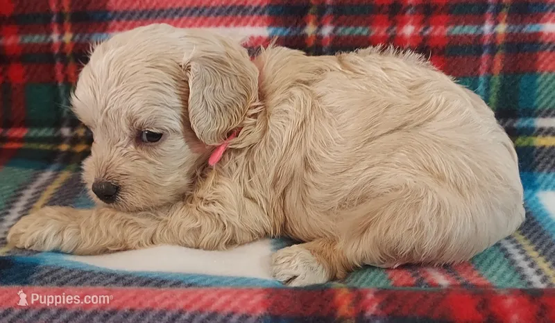 Luna – Cavapoo puppy for sale in Purdy, MO