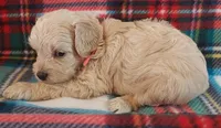 Luna, a female Cavapoo for sale in Purdy, MO – 2 of 2