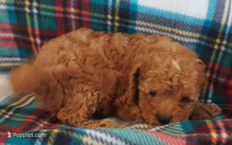 Shane – Cavapoo puppy for sale in Purdy, MO