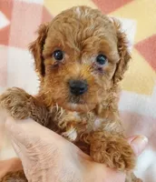 Lulu, a female Cavapoo for sale in Purdy, MO – 4 of 4