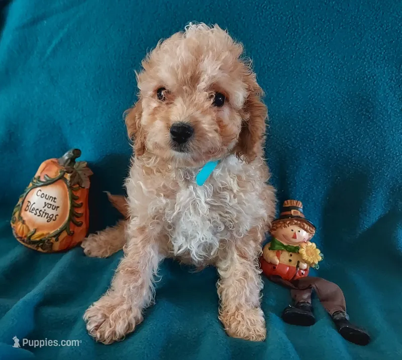 Rudy – Cavapoo puppy for sale in Purdy, MO
