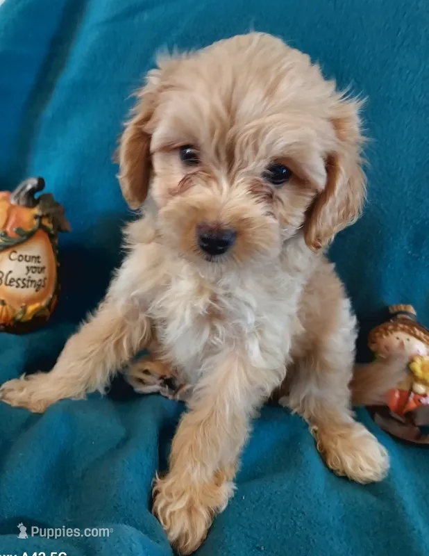 Ruben – Cavapoo puppy for sale in Purdy, MO