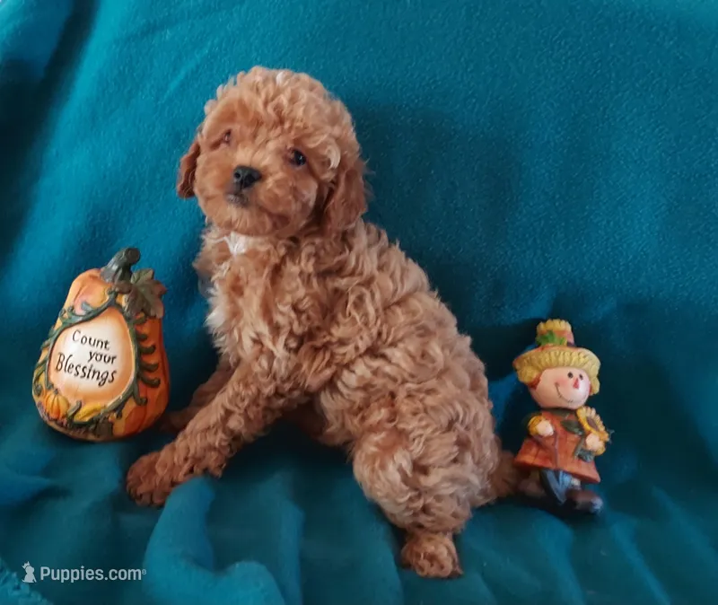 Lulu – Cavapoo puppy for sale in Purdy, MO