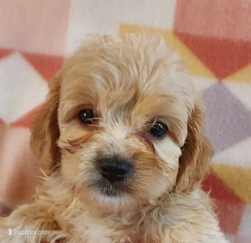 Lou – Cavapoo puppy for sale in Purdy, MO