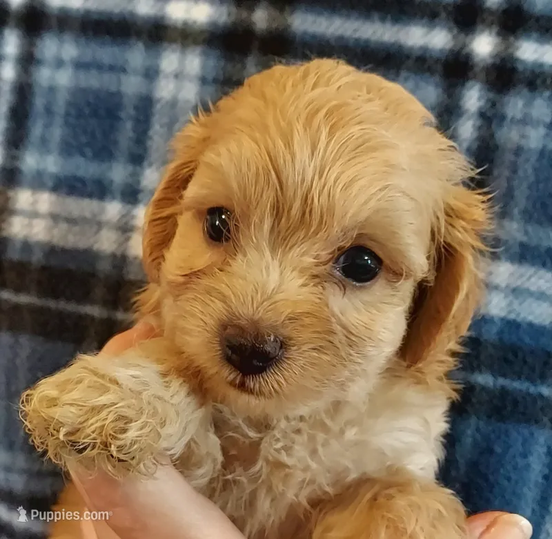 Ruben – Cavapoo puppy for sale in Purdy, MO